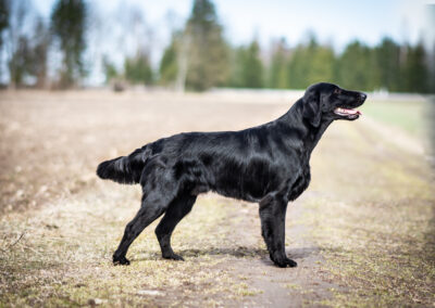 Siledakarvalised retriiverid