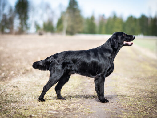 Siledakarvalised retriiverid