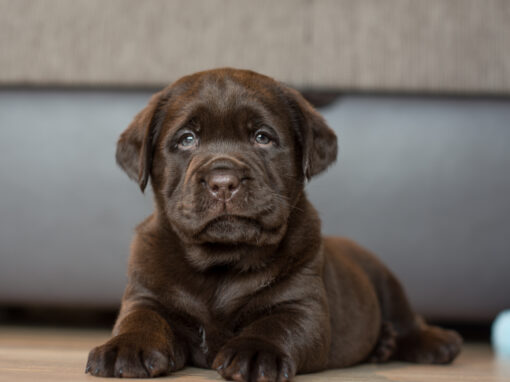 Labradori retriiverid